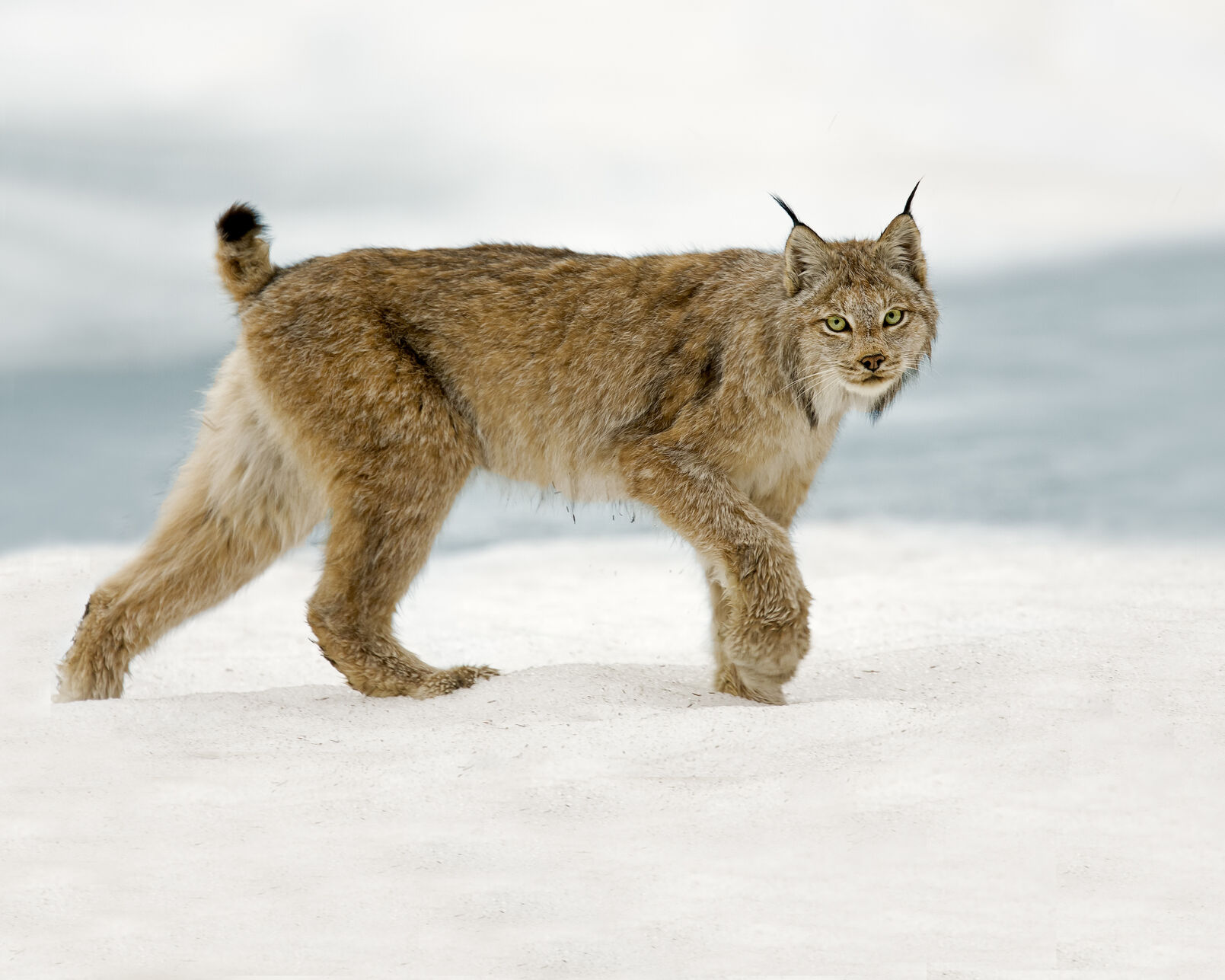 Lynx